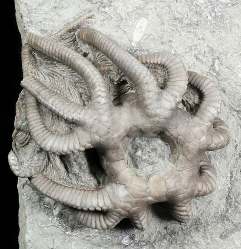 Agaricocrinus Crawforsville Crinoid With Rare Starfish! #31325